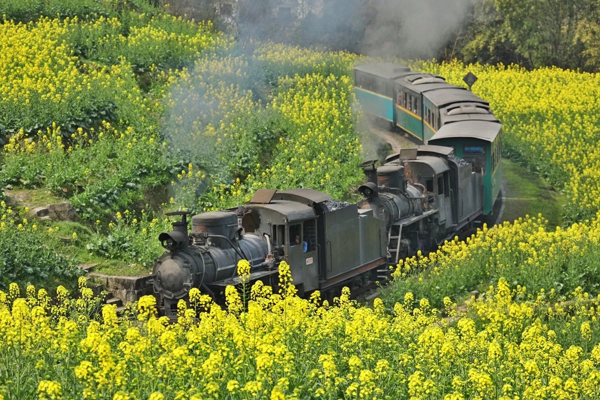 嘉阳小火车 穿越世纪的花海